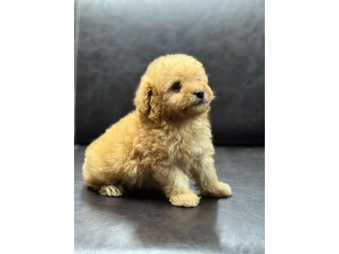 Maltipoo erkek yavru üç aylık
