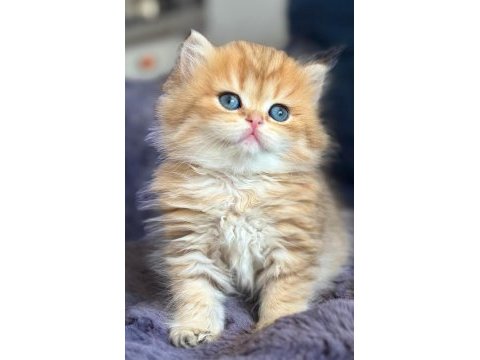 British longhair golden bebek