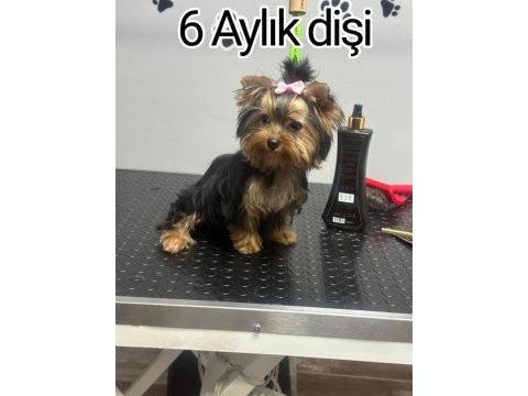 Orjinal şecereli baby face yorkshire yavrular