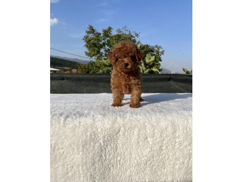 Kore kan toy poodle bebekler