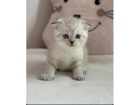 Scottish shorthair lynx tekirdag süleymanpasa