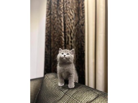 Brıtısh shorthair sevimli yavrularım 