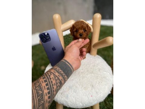 Kore teacup poodle yavrularımız göz kamaştırıyor