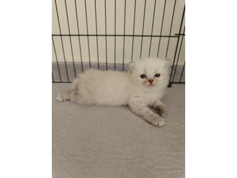 Scottish fold ve scottish straight yavrularım