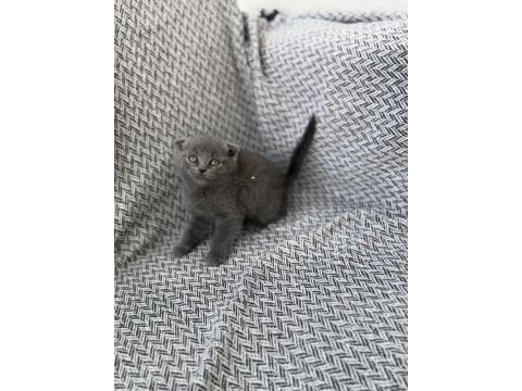 Orjinal scottish fold yavrusu