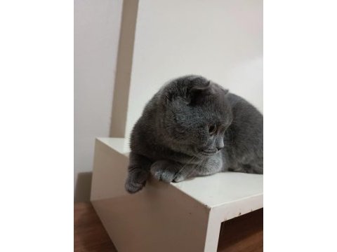 Orijinal scottish fold yavrusu