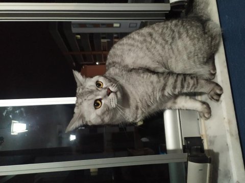 Aşıları tam ve kısırlaştırılmış british shorthair