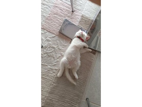 British longhair cinsi kedimiz