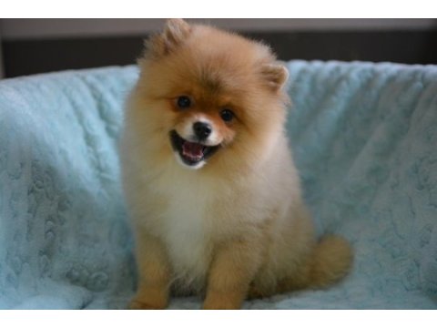 Bebekler bebeği pomeranian boo