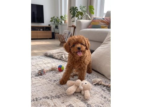 Safkan toy poodle