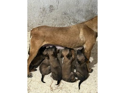 Belçika kurdu (malinois)