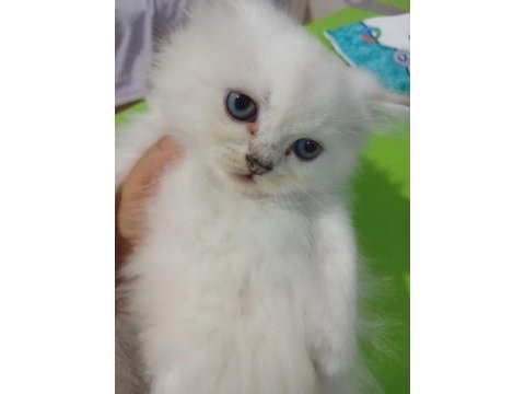 British longhair kedisi 2 aylık