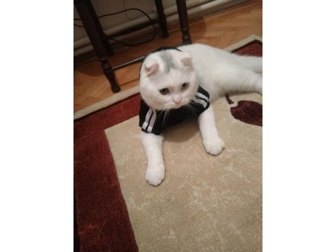 Scottish fold