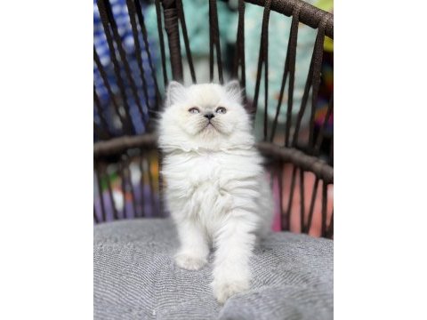 British longhair güzelliklerimiz