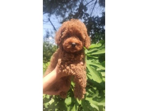 Toy poodle erkek yavru