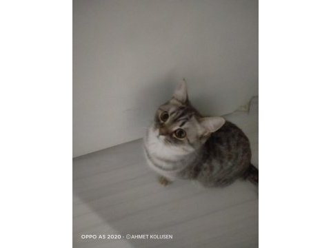 British shorthair kedisi
