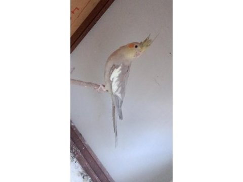 4 aylık sultan papağanı
