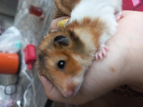 Suriye cins hamster