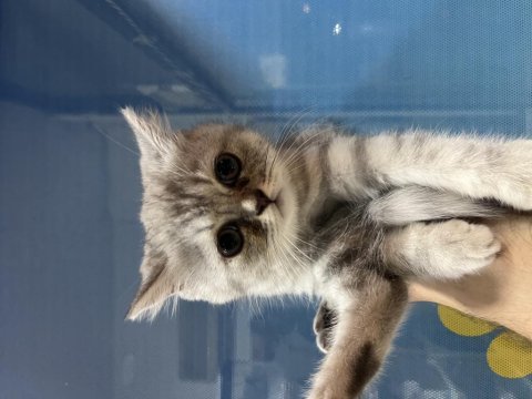 British shorthair silver yavru