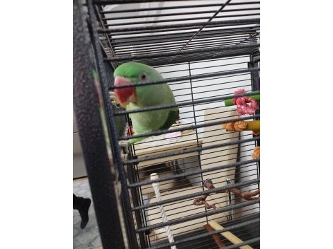 Macaw papağanı ile takaz olur