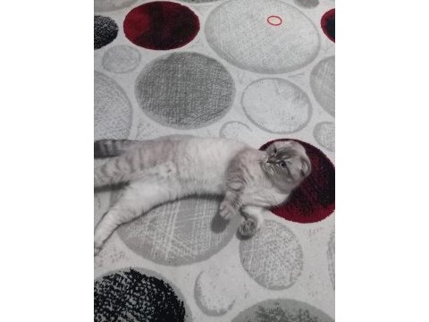 1 yaşında eğitimli scottish fold prenses