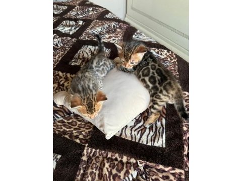 Küçük bengal kedisi kaplanlar