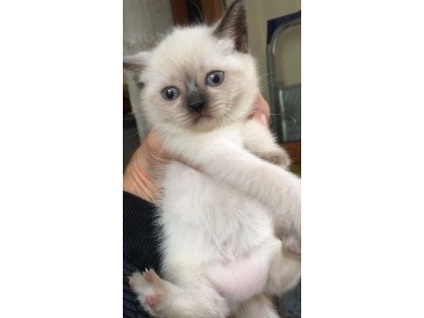 British blue point ve siyam yavrularımız teslime hazır