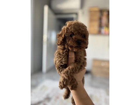 Üst düzey poodle bebek köpekler