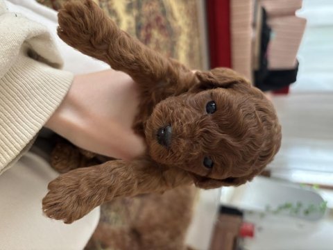 Toy poodle 1 aylık köpekler