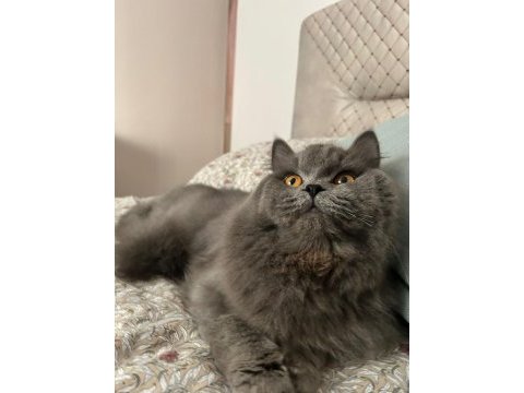 Asil beye sahiplenmek isteyen ulaşabilir british longhair
