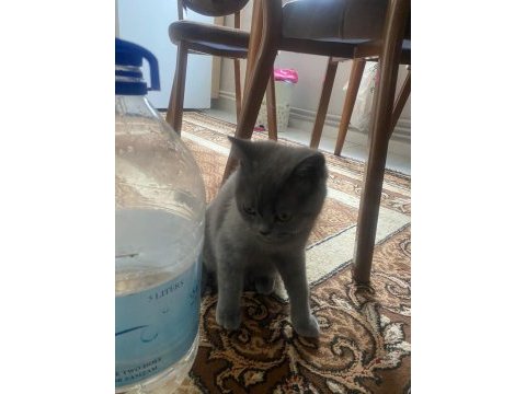 British shorthair erkek