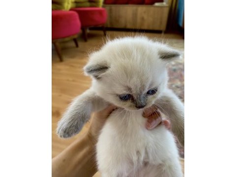Yavru kedim british shorthair