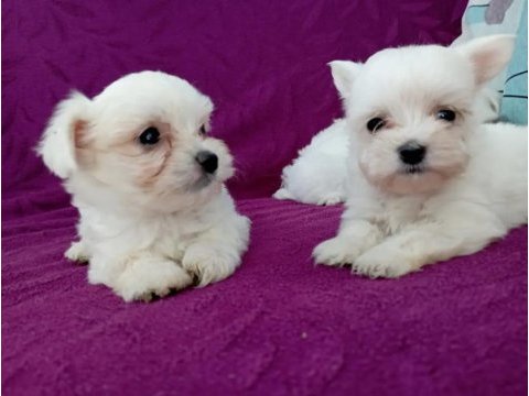 Orjinal maltese