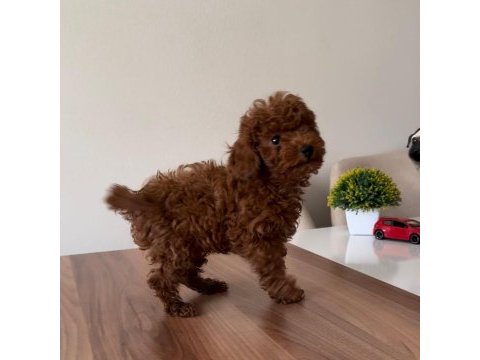 Üst kalite toy poodle yavrularımız