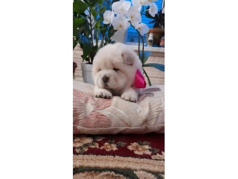 Chow chow bebekler