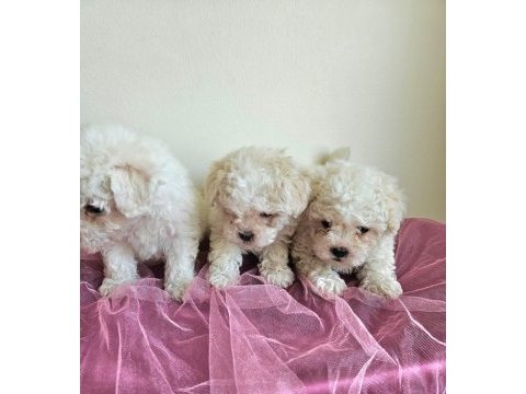 Maltipoo bebişler