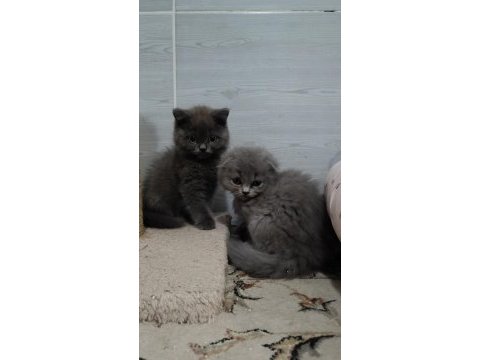 Scottish fold longhair yavrular