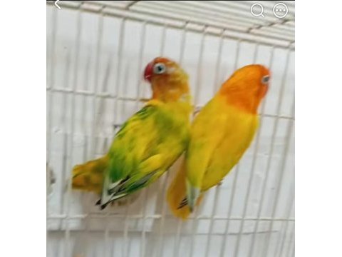 Yavru cennet papağanı