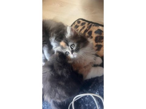 Güzeller güzeli british kızımız