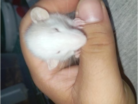 Dumbo rat yavrular