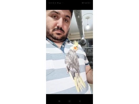 2 aylık ele alışkın sultan papağanı yavrusu