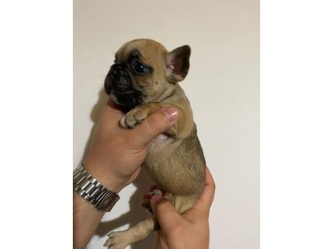 Balıkesir merkez fransız bulldog (french bulldog)
