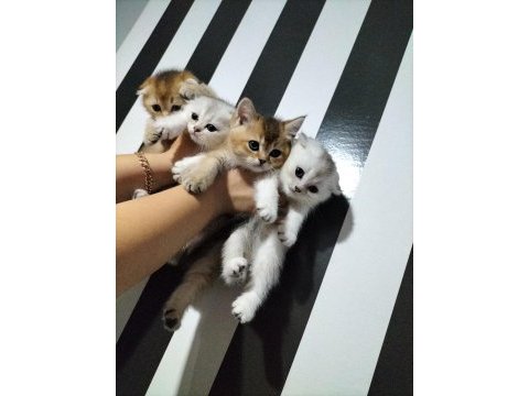 Silver shaded ve golden ny25 british shorthair yavrular