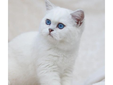 British shorthair dişi