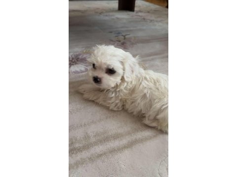 2.5 aylık 0 numara maltese terrier