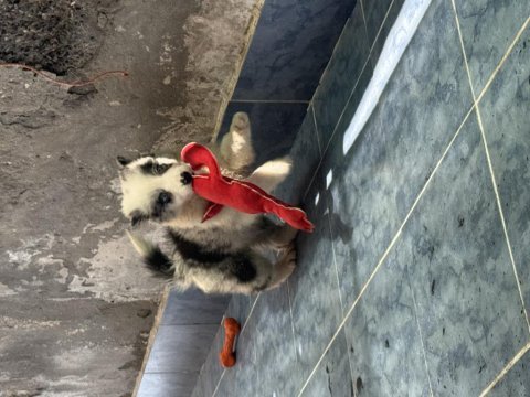 A kalite yavru köpekler