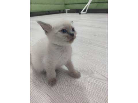 Safkan blue point british shorthair