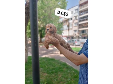 Pet eğitimli poodle yavrular