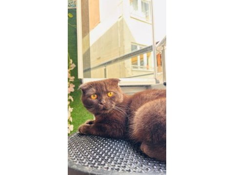 Scottish fold kedimiz gofret için kalıcı yuva arıyorum