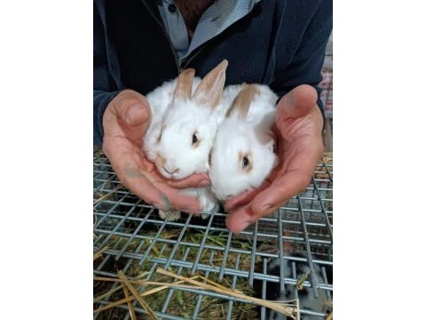 Yeni zellanda tavşanları